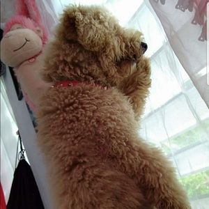 Meet your Posher, Kiara